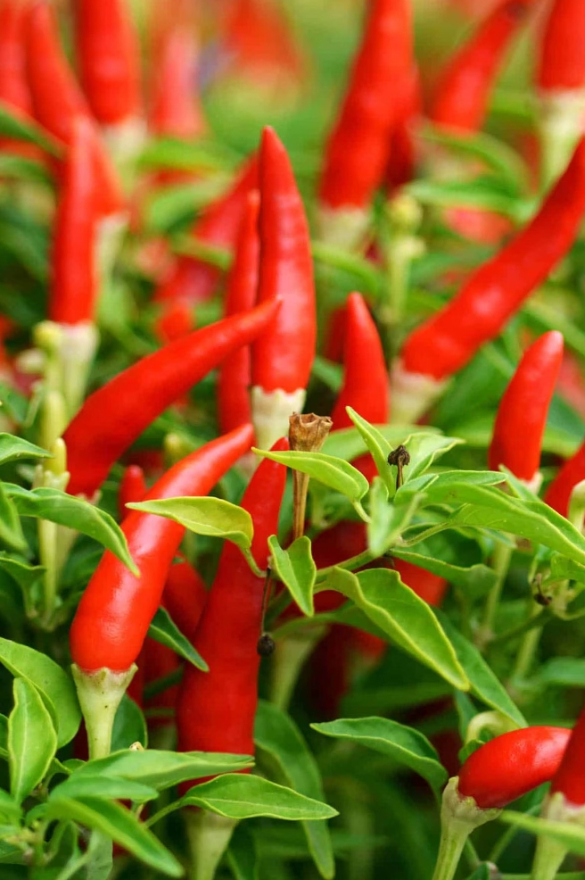 African Birds Eye Chilli