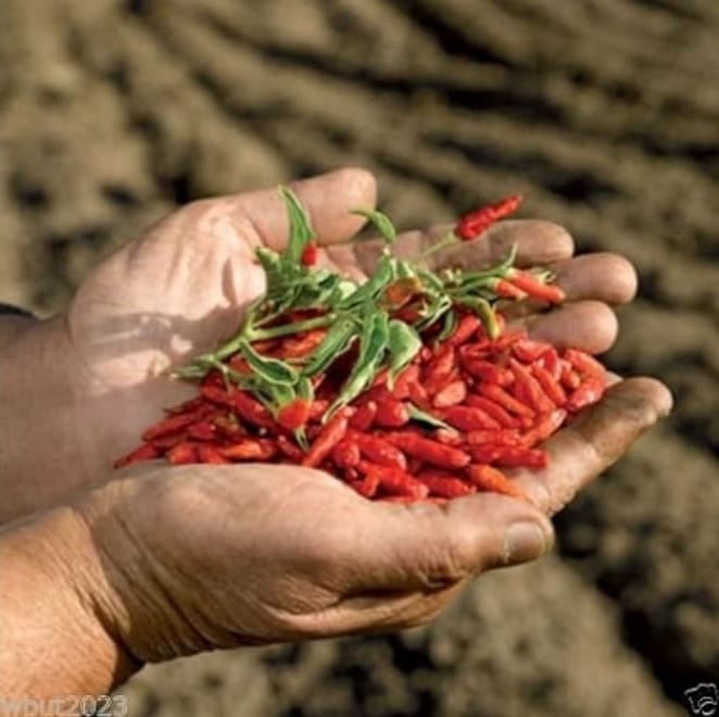 Image of somone holding birds eye chillis