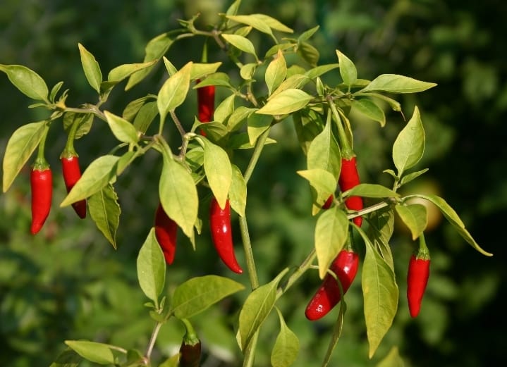 Image of somone holding birds eye chillis